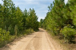 Big White Oak Tract 25