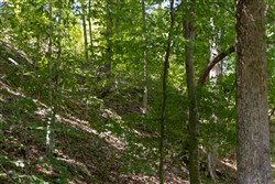 Big White Oak Tract 25