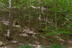 Big White Oak Tract 25