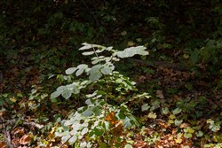 Big White Oak Tract 26