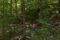 Big White Oak Tract 26