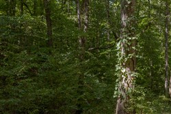 Big White Oak Tract 26