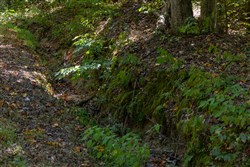 Big White Oak Tract 27
