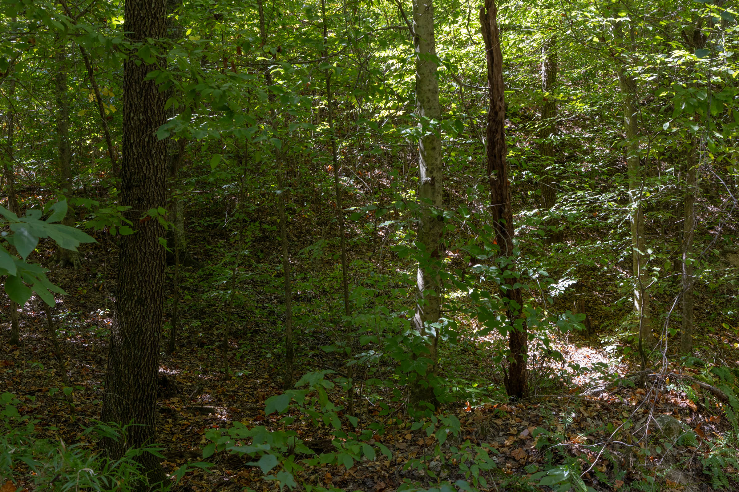 Tract 28 at Big White Oak in Perry County, Tennessee