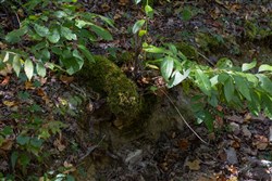 property photo for Big White Oak Tract 28, 7.85 acres for sale in Perry County, Tennessee