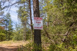 Big White Oak Tract 29