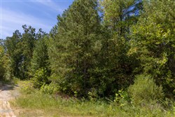 Big White Oak Tract 29