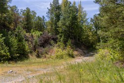 Big White Oak Tract 29