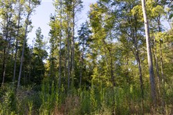 Big White Oak Tract 3