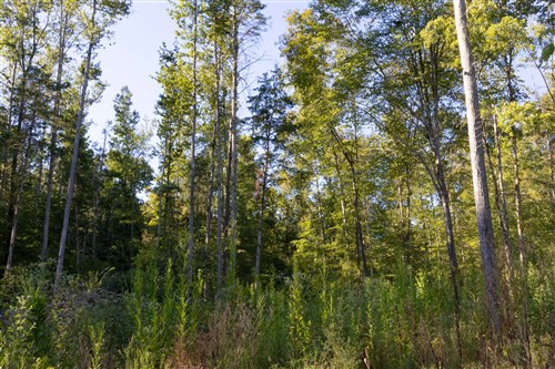 Big White Oak Tract 3