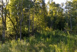 Big White Oak Tract 3