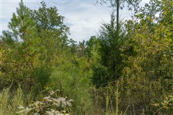 Big White Oak Tract 30