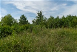 Big White Oak Tract 30