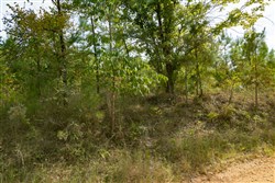 Big White Oak Tract 30
