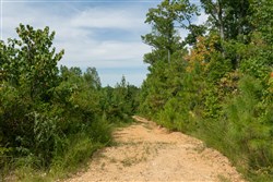 Big White Oak Tract 31