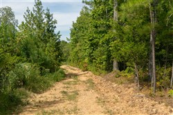 Big White Oak Tract 31