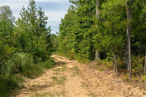 Big White Oak Tract 31