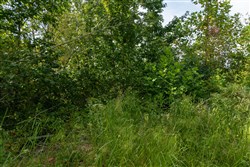 Big White Oak Tract 31