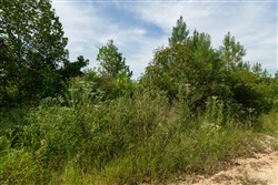 Big White Oak Tract 31