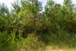 Big White Oak Tract 31