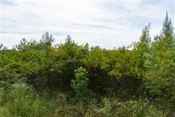 Big White Oak Tract 32