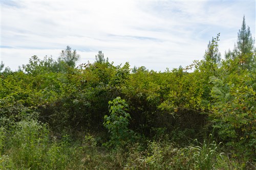 Big White Oak Tract 32