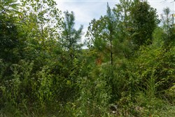 Big White Oak Tract 32