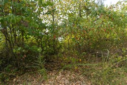 Big White Oak Tract 32
