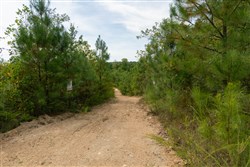 Big White Oak Tract 33