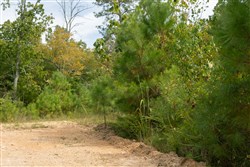 Big White Oak Tract 33
