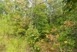 Big White Oak Tract 33