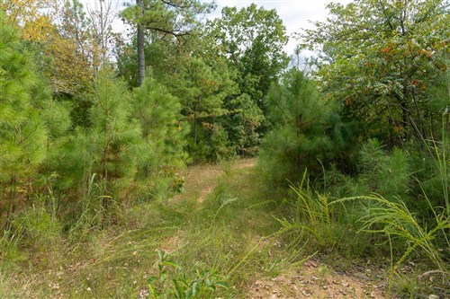 Big White Oak Tract 34