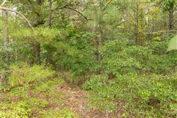Big White Oak Tract 34