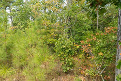 property photo for Big White Oak Tract 34, 6.48 acres for sale in Perry County, Tennessee