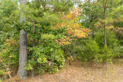 property photo for Big White Oak Tract 34, 6.48 acres for sale in Perry County, Tennessee