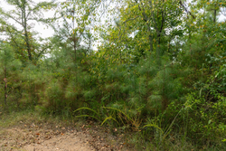 property photo for Big White Oak Tract 34, 6.48 acres for sale in Perry County, Tennessee