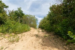 Big White Oak Tract 35