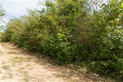 Big White Oak Tract 35