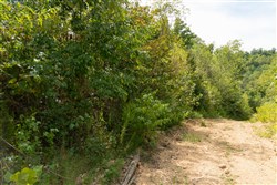 Big White Oak Tract 35