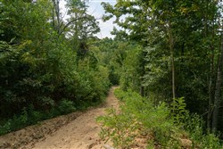 Big White Oak Tract 36