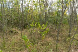 Big White Oak Tract 36