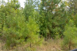 Big White Oak Tract 36