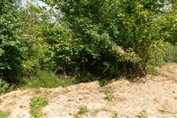 Big White Oak Tract 37