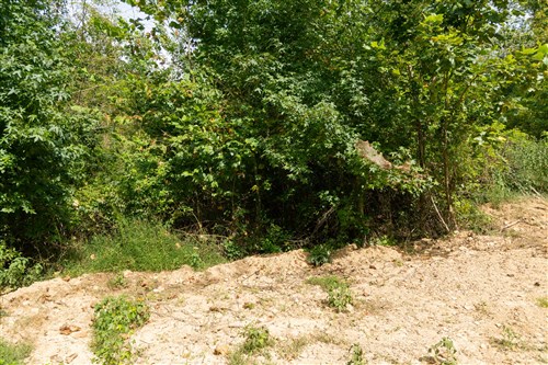 Big White Oak Tract 37