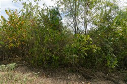 Big White Oak Tract 37