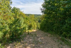 Big White Oak Tract 38