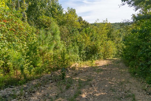 Big White Oak Tract 38
