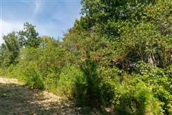Big White Oak Tract 38