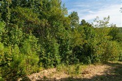 Big White Oak Tract 38