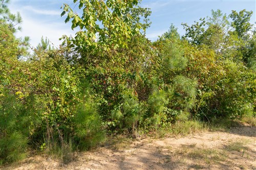 Big White Oak Tract 39